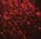 SWI/SNF Related, Matrix Associated, Actin Dependent Regulator Of Chromatin, Subfamily A, Member 4 antibody, NBP2-41270, Novus Biologicals, Immunohistochemistry frozen image 