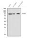 Minichromosome Maintenance Complex Component 5 antibody, A03642, Boster Biological Technology, Western Blot image 