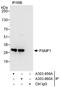 Proteasome Inhibitor Subunit 1 antibody, A303-860A, Bethyl Labs, Immunoprecipitation image 