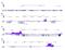 RNA Polymerase II Subunit A antibody, MA5-23510, Invitrogen Antibodies, Chromatin Immunoprecipitation image 