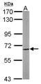 Copine 3 antibody, NBP1-31453, Novus Biologicals, Western Blot image 