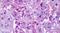 Muscarinic acetylcholine receptor M2 antibody, PA5-33430, Invitrogen Antibodies, Immunohistochemistry frozen image 
