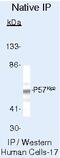 Cyclin Dependent Kinase Inhibitor 1C antibody, MA5-11309, Invitrogen Antibodies, Immunoprecipitation image 