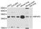 Microfibril Associated Protein 2 antibody, A10230, ABclonal Technology, Western Blot image 
