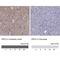 ELKS/RAB6-Interacting/CAST Family Member 2 antibody, NBP2-62683, Novus Biologicals, Immunohistochemistry paraffin image 