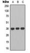 Purinergic Receptor P2Y13 antibody, LS-C368449, Lifespan Biosciences, Western Blot image 