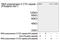 RNA Polymerase II Subunit A antibody, LS-C203272, Lifespan Biosciences, Western Blot image 