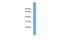 Calpain 11 antibody, PA5-43793, Invitrogen Antibodies, Western Blot image 