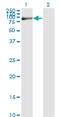 Fibulin 1 antibody, LS-C197195, Lifespan Biosciences, Western Blot image 