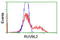 RuvB Like AAA ATPase 2 antibody, TA504284, Origene, Flow Cytometry image 