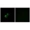 Mitochondrial Ribosomal Protein S21 antibody, A14514, Boster Biological Technology, Immunofluorescence image 