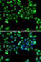 Eukaryotic Translation Initiation Factor 3 Subunit H antibody, 22-640, ProSci, Immunofluorescence image 