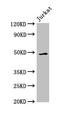 GA Binding Protein Transcription Factor Subunit Beta 2 antibody, CSB-PA844704LA01HU, Cusabio, Western Blot image 