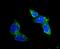 Solute Carrier Family 2 Member 1 antibody, PB9435, Boster Biological Technology, Immunofluorescence image 