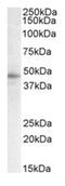 Signal Transducing Adaptor Family Member 2 antibody, AP23706PU-N, Origene, Western Blot image 