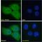 Transient receptor potential cation channel subfamily M member 2 antibody, LS-B4122, Lifespan Biosciences, Immunofluorescence image 