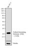 Follicle Stimulating Hormone Subunit Beta antibody, MIF2701, Invitrogen Antibodies, Western Blot image 