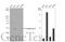 Gasdermin D antibody, GTX116840, GeneTex, Western Blot image 