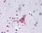 Frizzled Class Receptor 9 antibody, orb85761, Biorbyt, Immunohistochemistry paraffin image 