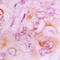 Serpin Family B Member 9 antibody, LS-C352660, Lifespan Biosciences, Immunohistochemistry frozen image 