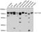 Solute Carrier Family 11 Member 2 antibody, 13-520, ProSci, Western Blot image 