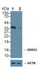 Annexin A3 antibody, LS-C292366, Lifespan Biosciences, Western Blot image 