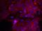 Insulin Like Growth Factor 1 Receptor antibody, A00070-1, Boster Biological Technology, Immunofluorescence image 
