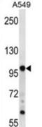 TPX2 Microtubule Nucleation Factor antibody, abx028136, Abbexa, Western Blot image 