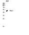 SYNCAM antibody, A01511, Boster Biological Technology, Western Blot image 