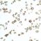 Claudin 1 antibody, NBP2-82110, Novus Biologicals, Immunocytochemistry image 