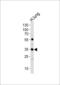 Microfibril Associated Protein 4 antibody, LS-B9892, Lifespan Biosciences, Western Blot image 