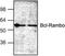 BCL2 Like 13 antibody, TA318949, Origene, Western Blot image 