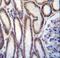 Mucin 20, Cell Surface Associated antibody, LS-B15861, Lifespan Biosciences, Immunohistochemistry frozen image 