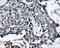 ATP Synthase F1 Subunit Beta antibody, LS-C114910, Lifespan Biosciences, Immunohistochemistry frozen image 