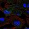 Mannosidase Beta antibody, NBP2-47384, Novus Biologicals, Immunocytochemistry image 