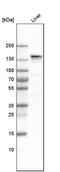 Collagen Type VI Alpha 2 Chain antibody, PA5-52377, Invitrogen Antibodies, Western Blot image 