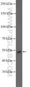 Sphingosine-1-Phosphate Receptor 2 antibody, 21180-1-AP, Proteintech Group, Western Blot image 