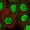 Tripartite Motif Containing 66 antibody, PA5-55607, Invitrogen Antibodies, Immunofluorescence image 