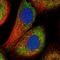 Acid Phosphatase 7, Tartrate Resistant (Putative) antibody, NBP2-48753, Novus Biologicals, Immunocytochemistry image 