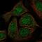 GATA Binding Protein 5 antibody, NBP2-56593, Novus Biologicals, Immunofluorescence image 