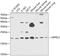 GrpE Like 2, Mitochondrial antibody, 23-519, ProSci, Western Blot image 