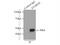 StAR Related Lipid Transfer Domain Containing 3 antibody, 20292-1-AP, Proteintech Group, Immunoprecipitation image 