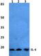 IL-4 antibody, GTX66741, GeneTex, Western Blot image 