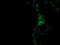 Tripartite Motif Containing 38 antibody, LS-C174621, Lifespan Biosciences, Immunofluorescence image 