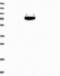 WD Repeat Domain 7 antibody, NBP2-14517, Novus Biologicals, Western Blot image 