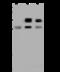 CAP-Gly Domain Containing Linker Protein 1 antibody, 204835-T40, Sino Biological, Western Blot image 