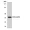 Olfactory Receptor Family 10 Subfamily AD Member 1 antibody, LS-C200304, Lifespan Biosciences, Western Blot image 