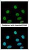 Flap Structure-Specific Endonuclease 1 antibody, 56208, QED Bioscience, Immunofluorescence image 