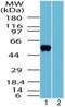 Olfactomedin 4 antibody, PA5-73003, Invitrogen Antibodies, Western Blot image 