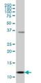 S100 Calcium Binding Protein A13 antibody, H00006284-M01, Novus Biologicals, Western Blot image 